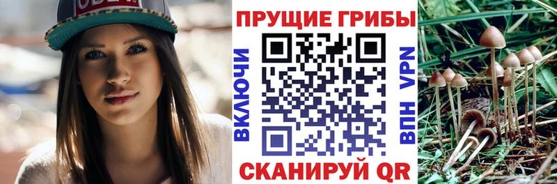 Псилоцибиновые грибы Psilocybine cubensis  дарнет шоп  Яблоновский 